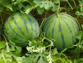 卖手机吃瓜,卖手机也能吃瓜，体验双重乐趣