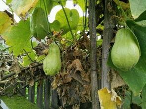 土儿瓜是土耳瓜吗怎么吃,揭秘其独特吃法与营养价值