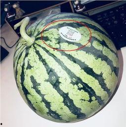 网红吃瓜颜色,色彩斑斓的瓜界风云