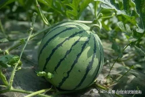 吃瓜的大西瓜,揭秘大西瓜的吃瓜传奇