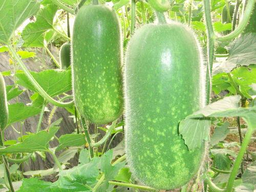 429吃瓜,网络舆论的狂欢与反思