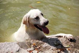 狗吃冰哈密瓜,冰镇哈密瓜大受欢迎